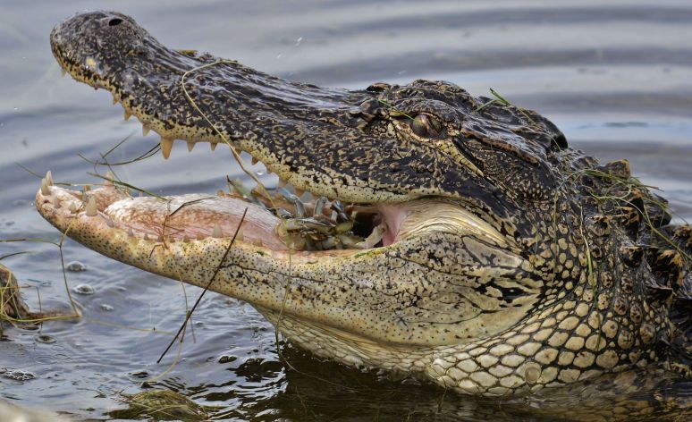 American_Alligator_eating_crab