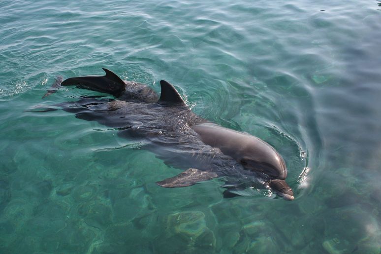 Dolphins2