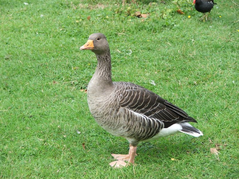 goose