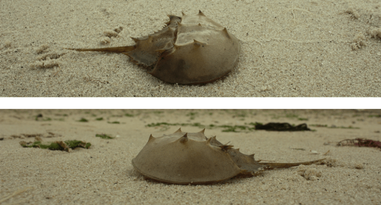 horseshoe_crab
