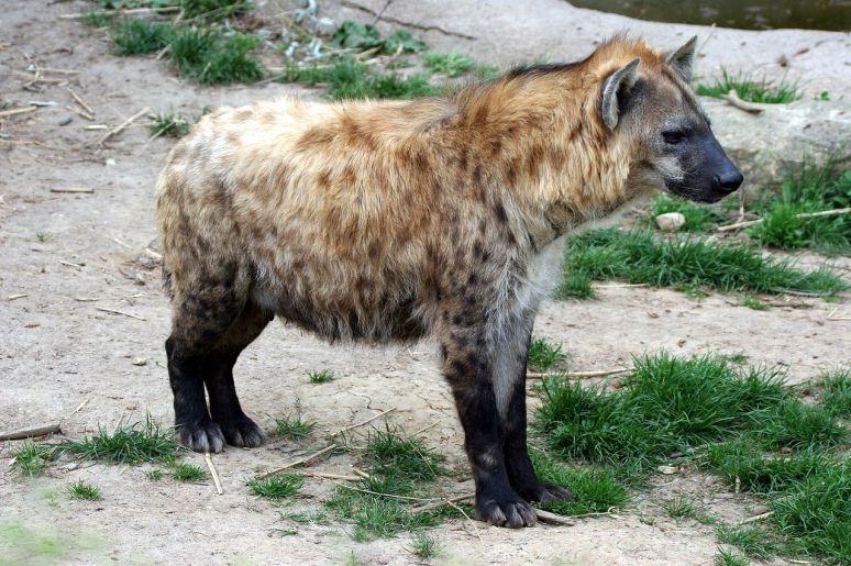 Hyena