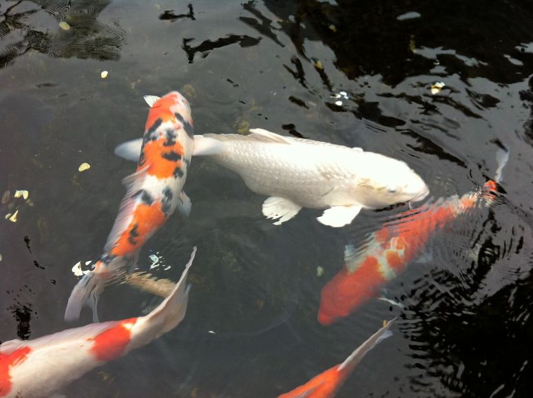 Koi_Fish