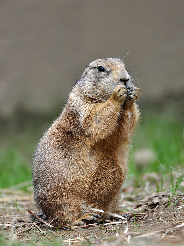 Prairie_Dog