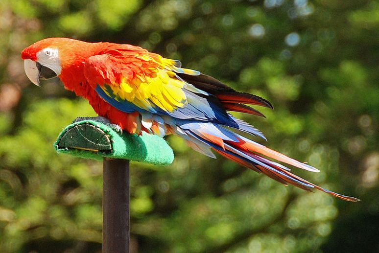 800px-Ara_macao_-Vogelpark_Walsrode_-perch-8a