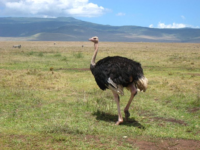800px-Ostrich_in_the_crater