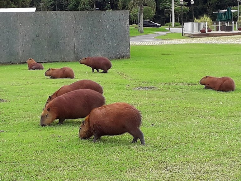 Capybara