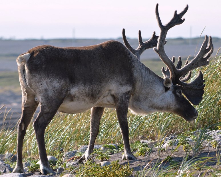 Caribou