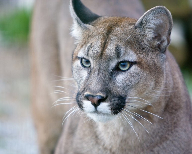 Cougar