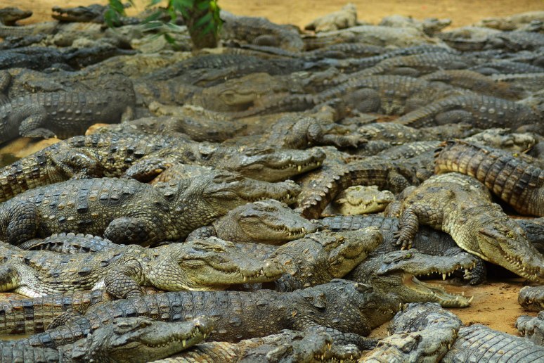 Crocodiles