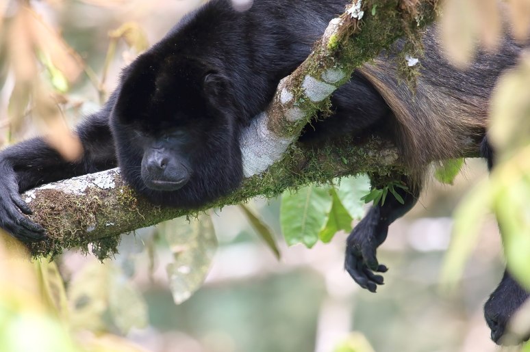 HowlerMonkey